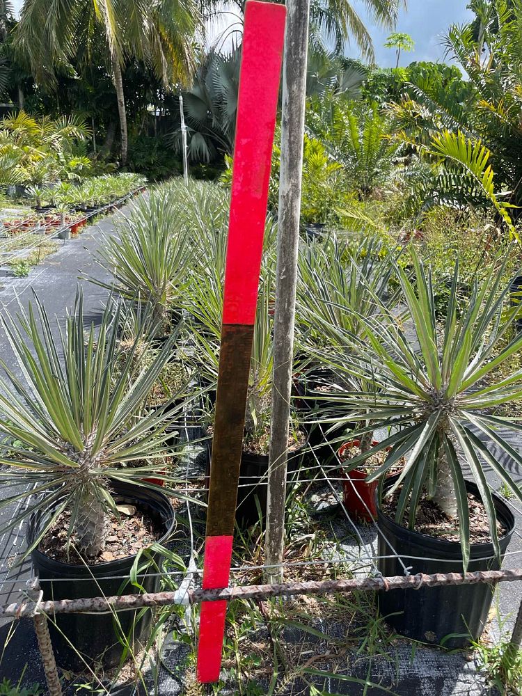 pachypodium-geayi-silver-madagascar-palm