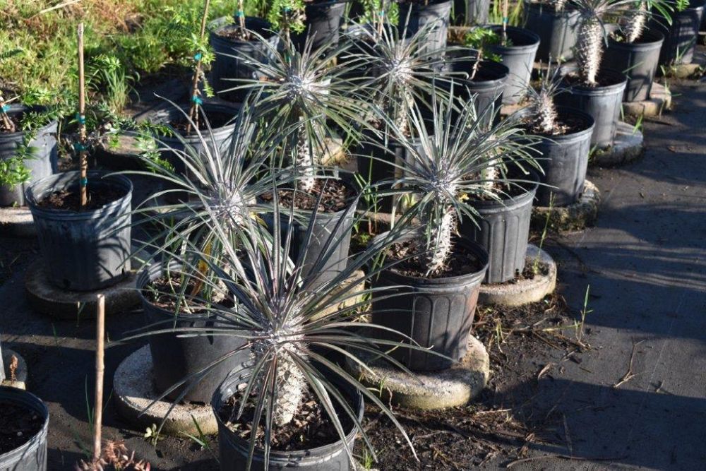 pachypodium-geayi-silver-madagascar-palm