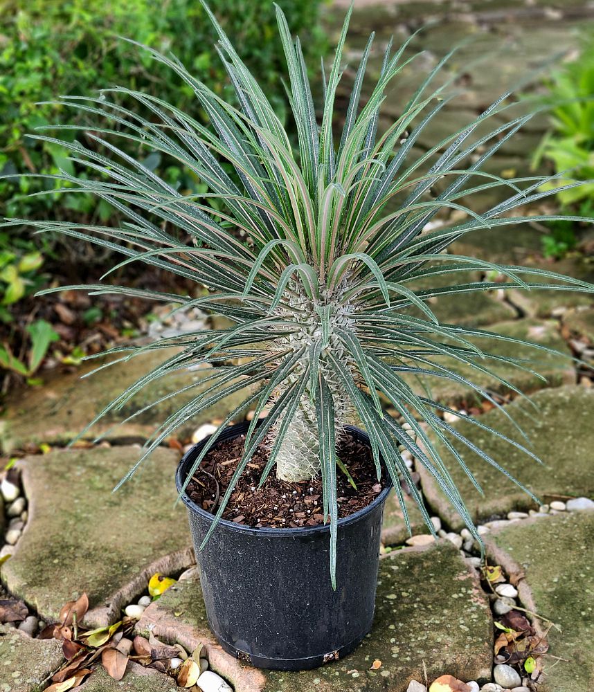 pachypodium-geayi-silver-madagascar-palm
