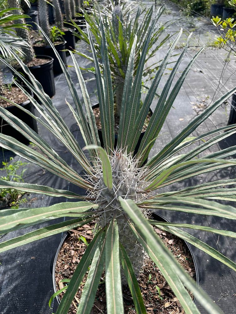 pachypodium-geayi-silver-madagascar-palm