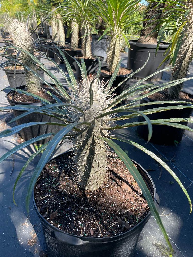 pachypodium-geayi-silver-madagascar-palm