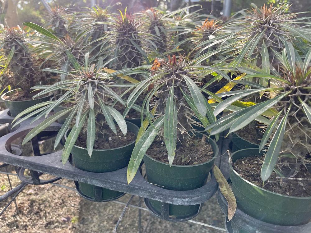 pachypodium-geayi-silver-madagascar-palm