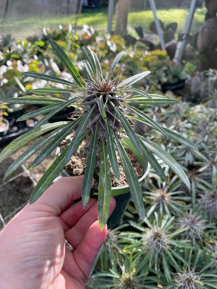 pachypodium-geayi-silver-madagascar-palm