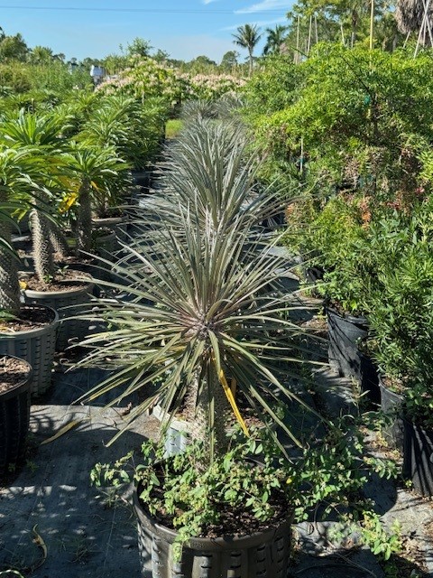 pachypodium-geayi-silver-madagascar-palm