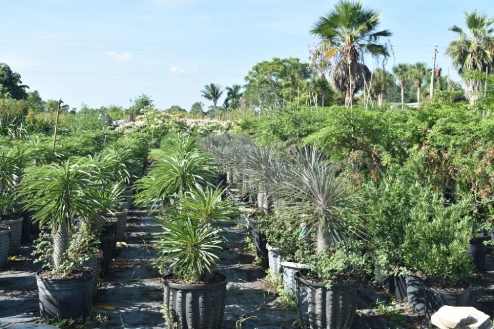 pachypodium-geayi-silver-madagascar-palm