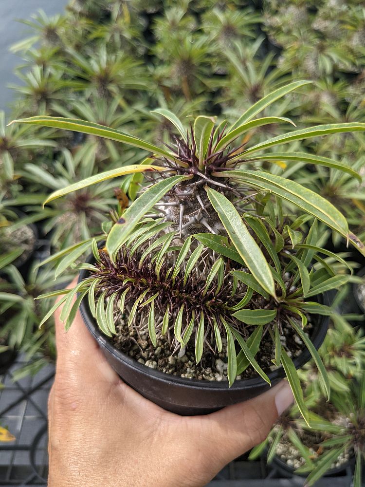 pachypodium-lamerei-forma-cristata-crested
