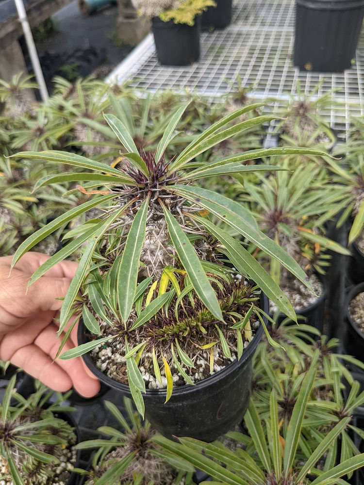 pachypodium-lamerei-forma-cristata-crested