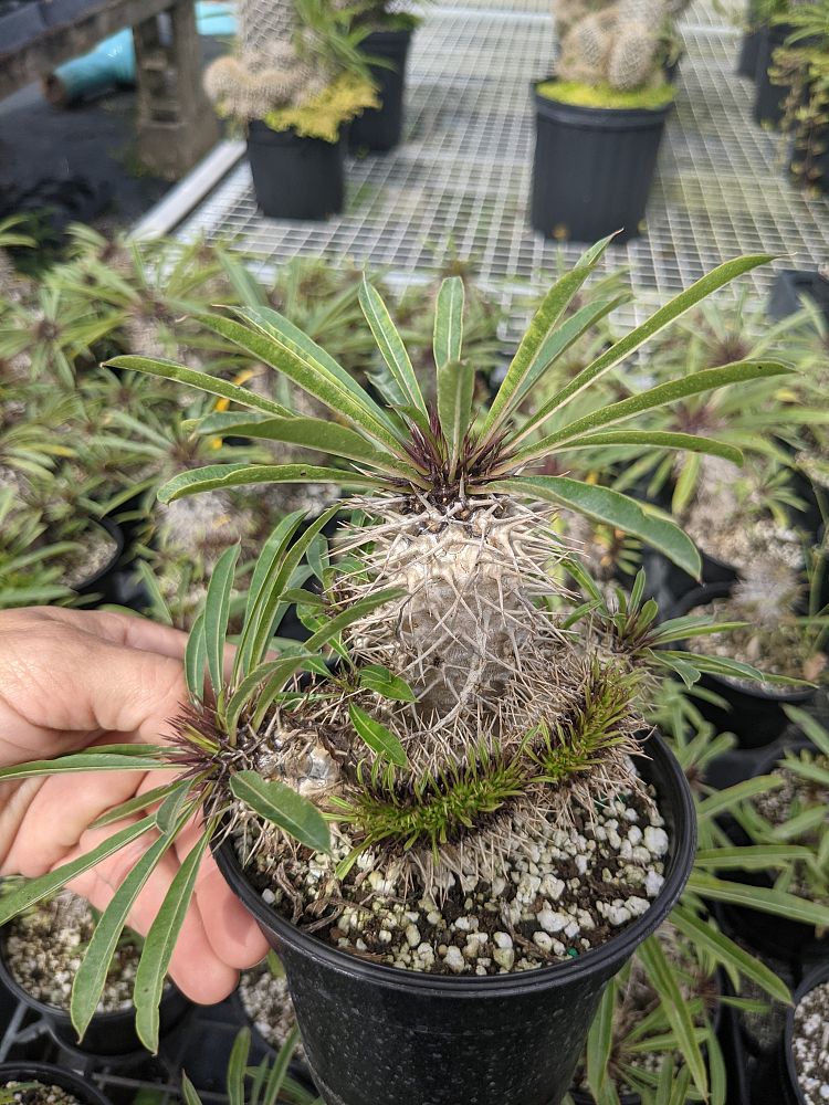 pachypodium-lamerei-forma-cristata-crested