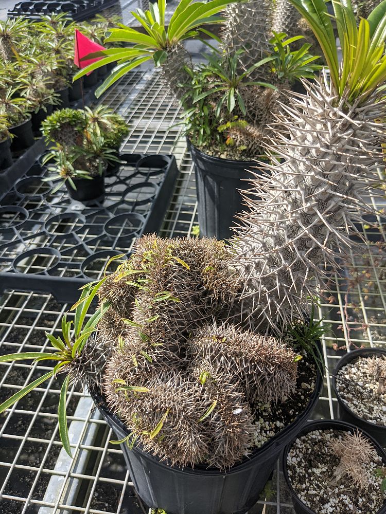 pachypodium-lamerei-forma-cristata-crested