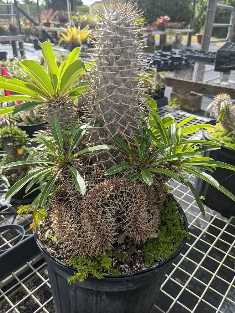 pachypodium-lamerei-forma-cristata-crested