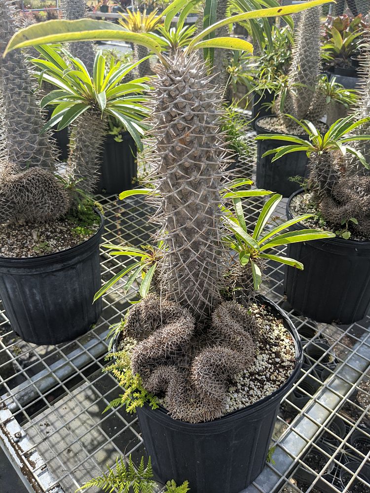 pachypodium-lamerei-forma-cristata-crested