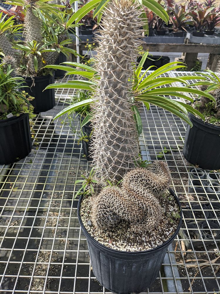 pachypodium-lamerei-forma-cristata-crested