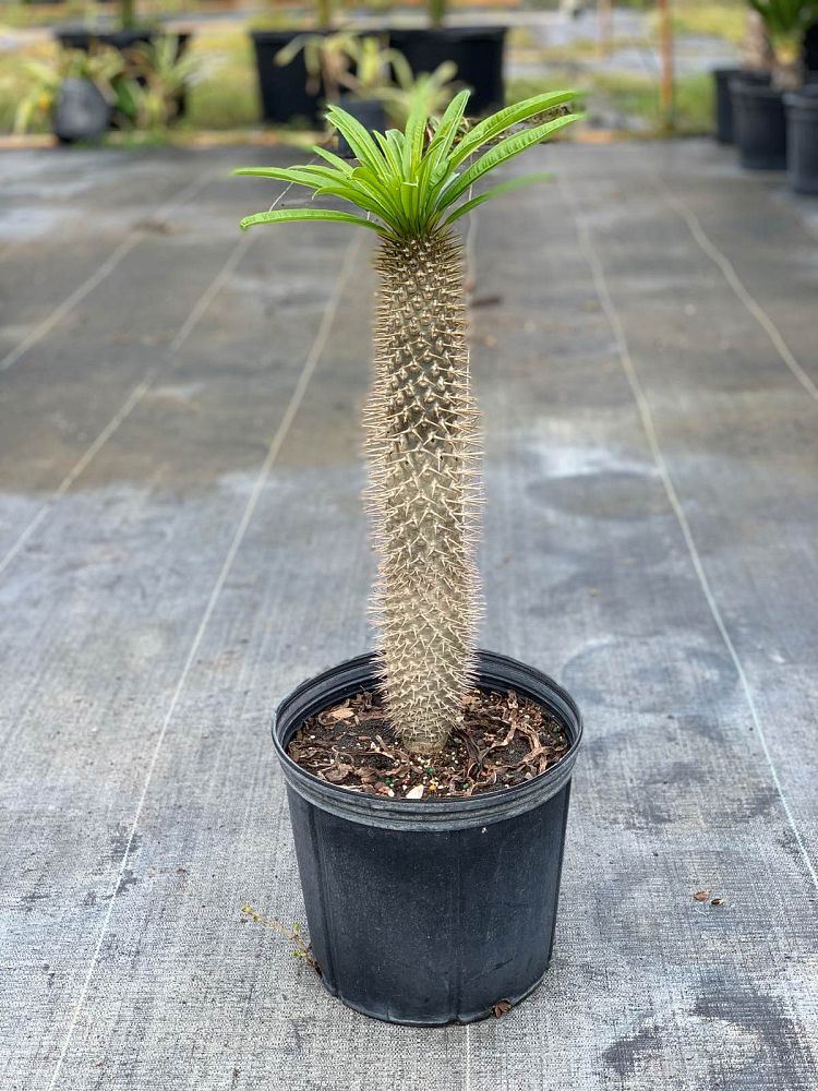 pachypodium-lamerei-madagascar-palm
