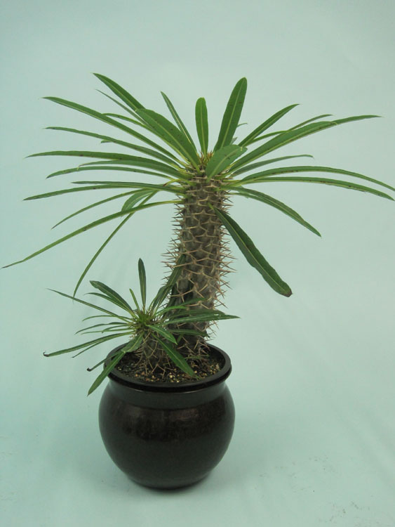 pachypodium-lamerei-madagascar-palm