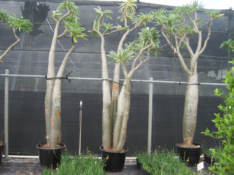 pachypodium-lamerei-madagascar-palm