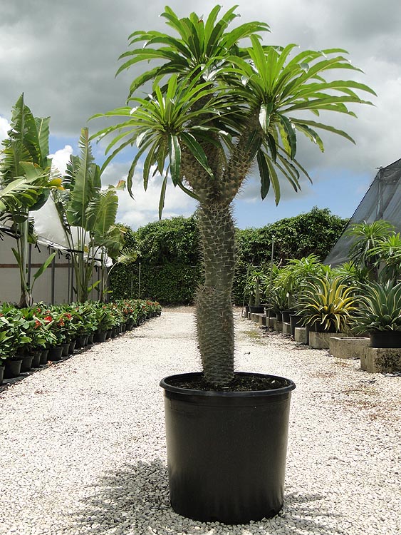 pachypodium-lamerei-madagascar-palm