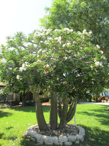pachypodium-lamerei-madagascar-palm
