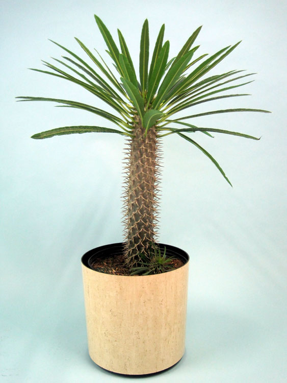 pachypodium-lamerei-madagascar-palm