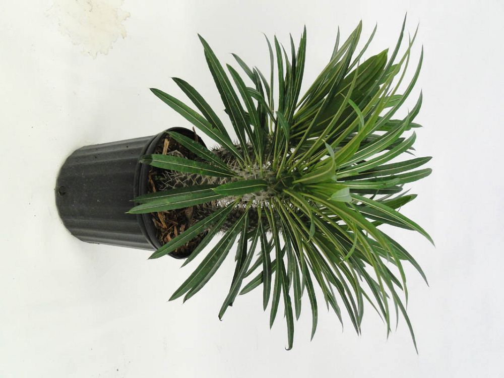 pachypodium-lamerei-madagascar-palm