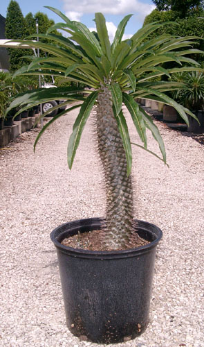 pachypodium-lamerei-madagascar-palm