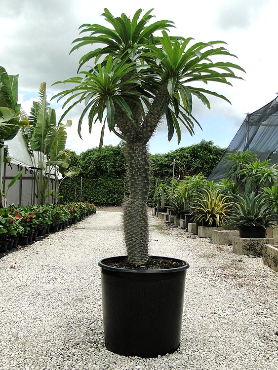 pachypodium-lamerei-madagascar-palm