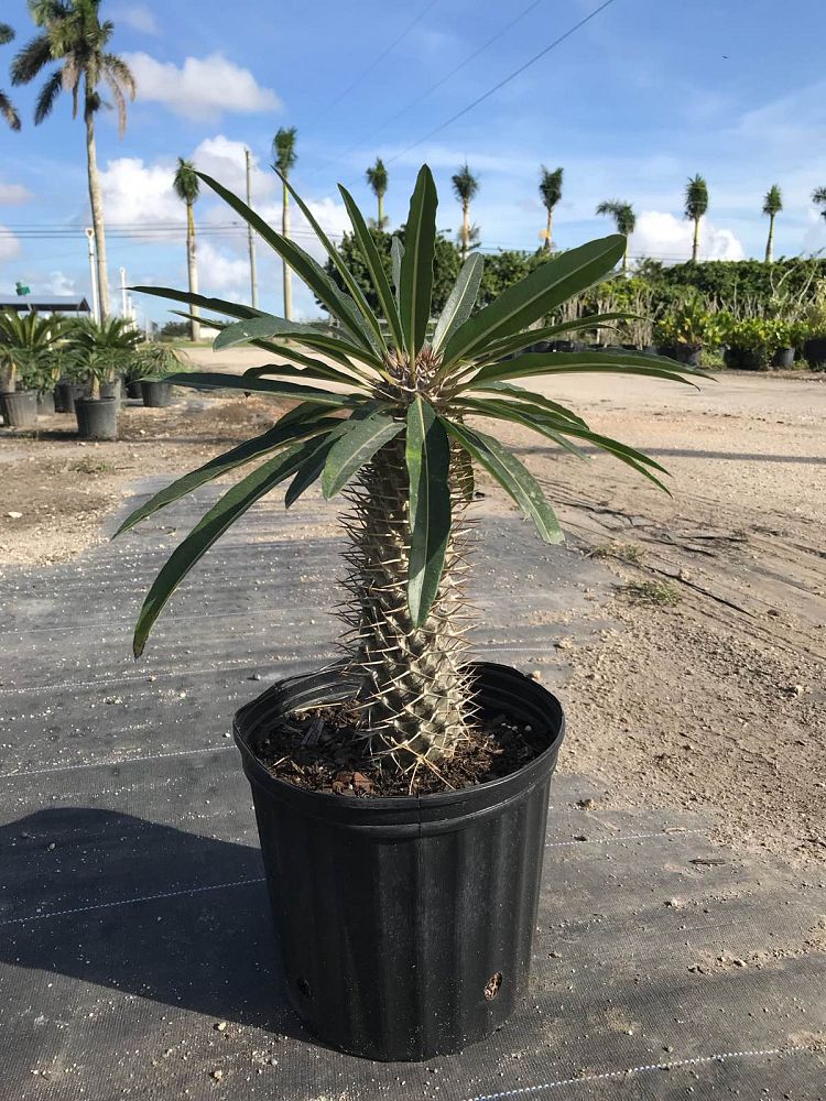 pachypodium-lamerei-madagascar-palm