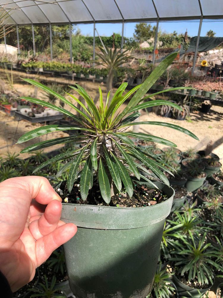 pachypodium-lamerei-madagascar-palm