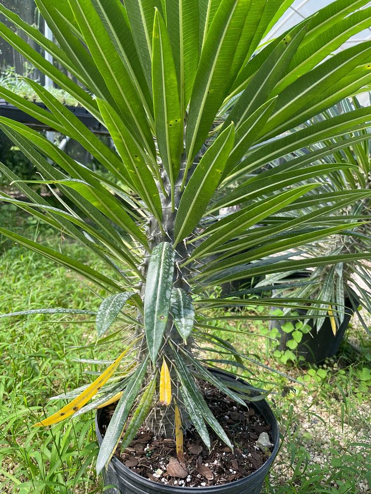 pachypodium-lamerei-madagascar-palm