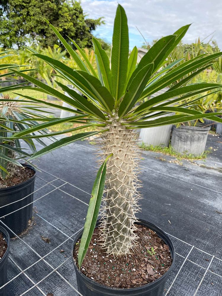 pachypodium-lamerei-madagascar-palm