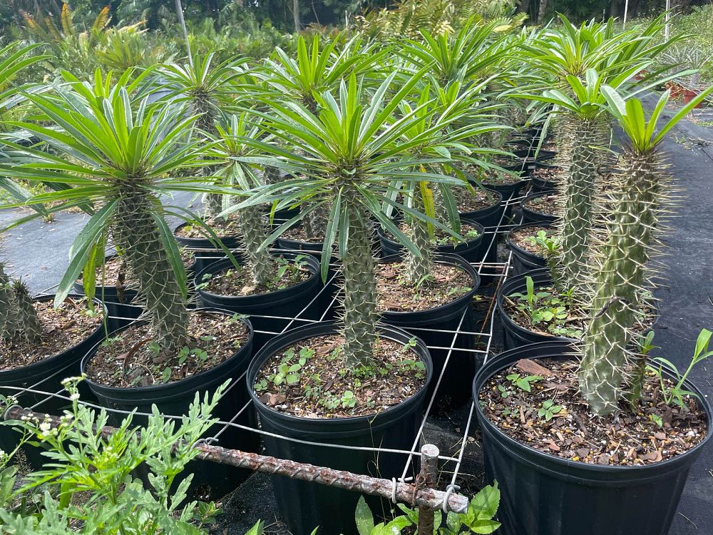 pachypodium-lamerei-madagascar-palm