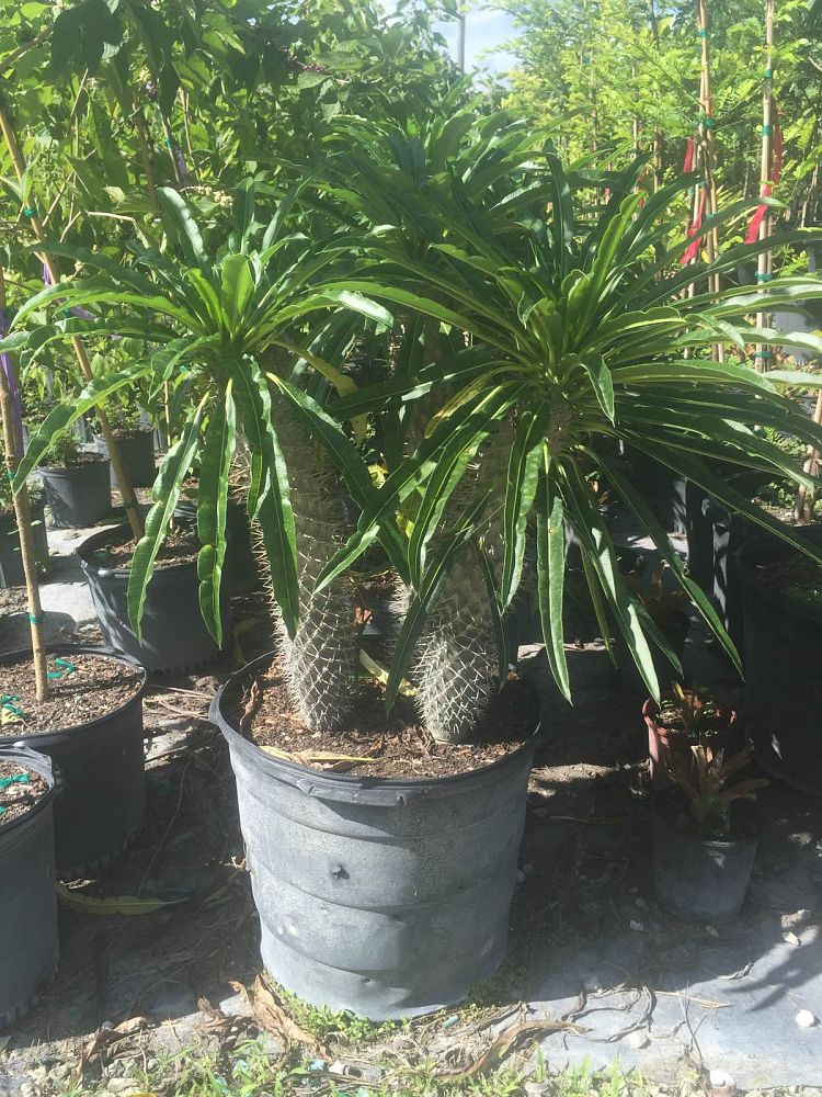 pachypodium-lamerei-madagascar-palm
