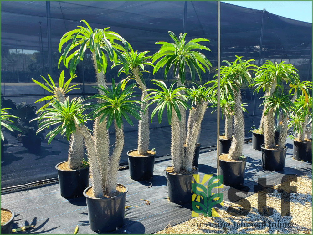 pachypodium-lamerei-madagascar-palm