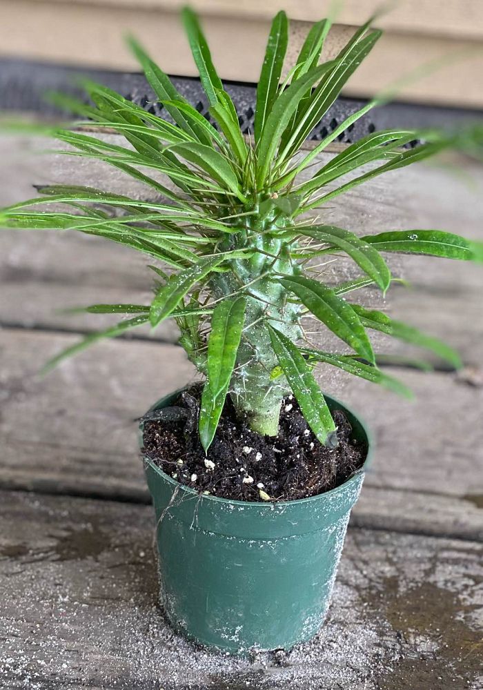 pachypodium-lamerei-madagascar-palm
