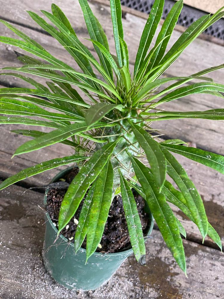 pachypodium-lamerei-madagascar-palm
