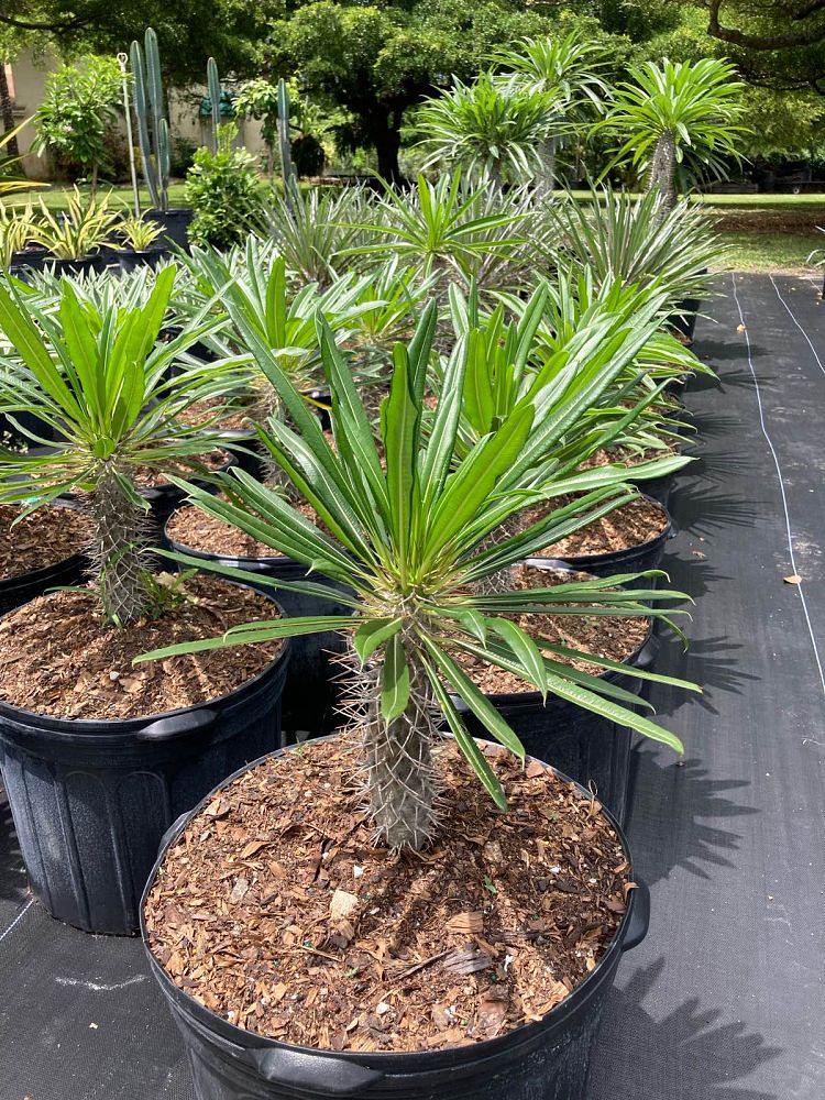 pachypodium-lamerei-madagascar-palm