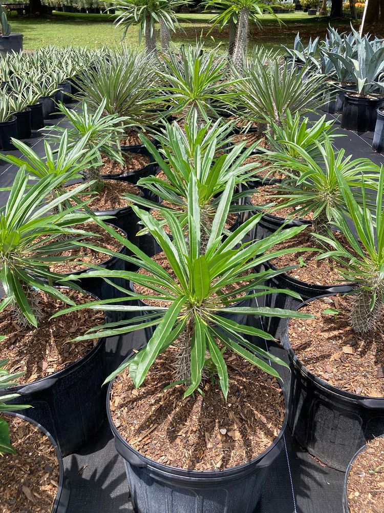 pachypodium-lamerei-madagascar-palm