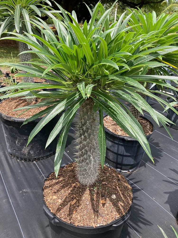 pachypodium-lamerei-madagascar-palm