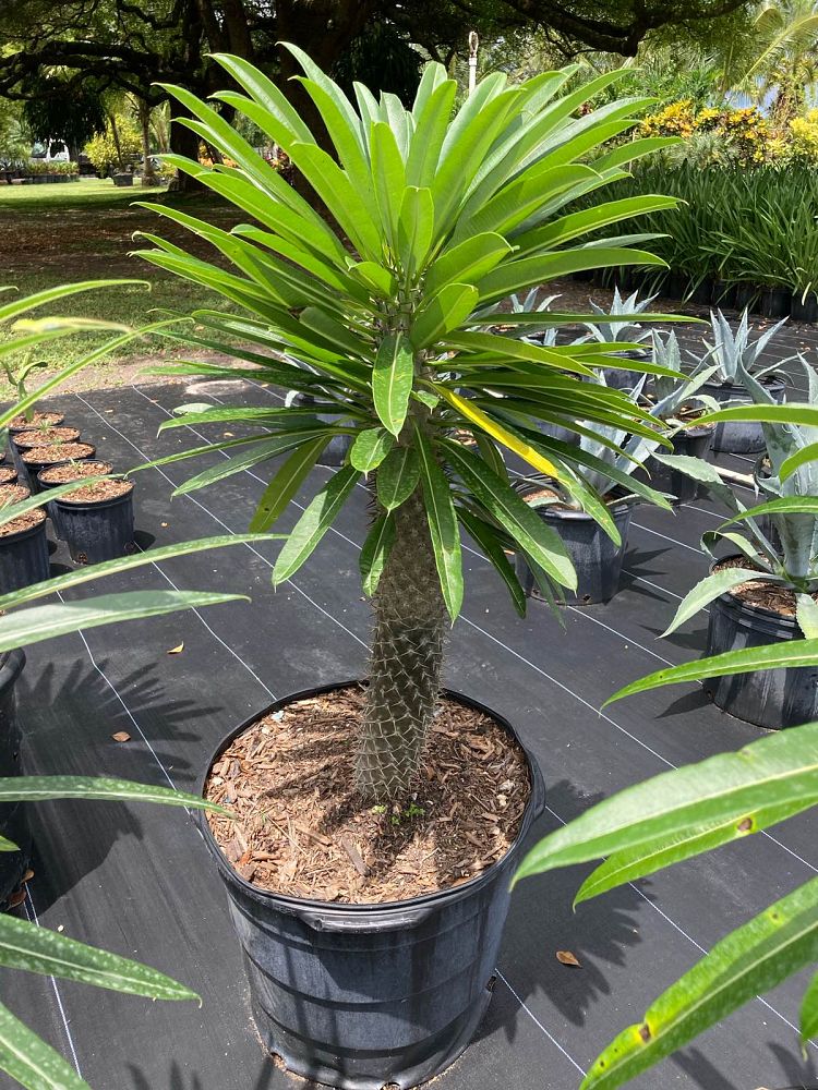 pachypodium-lamerei-madagascar-palm
