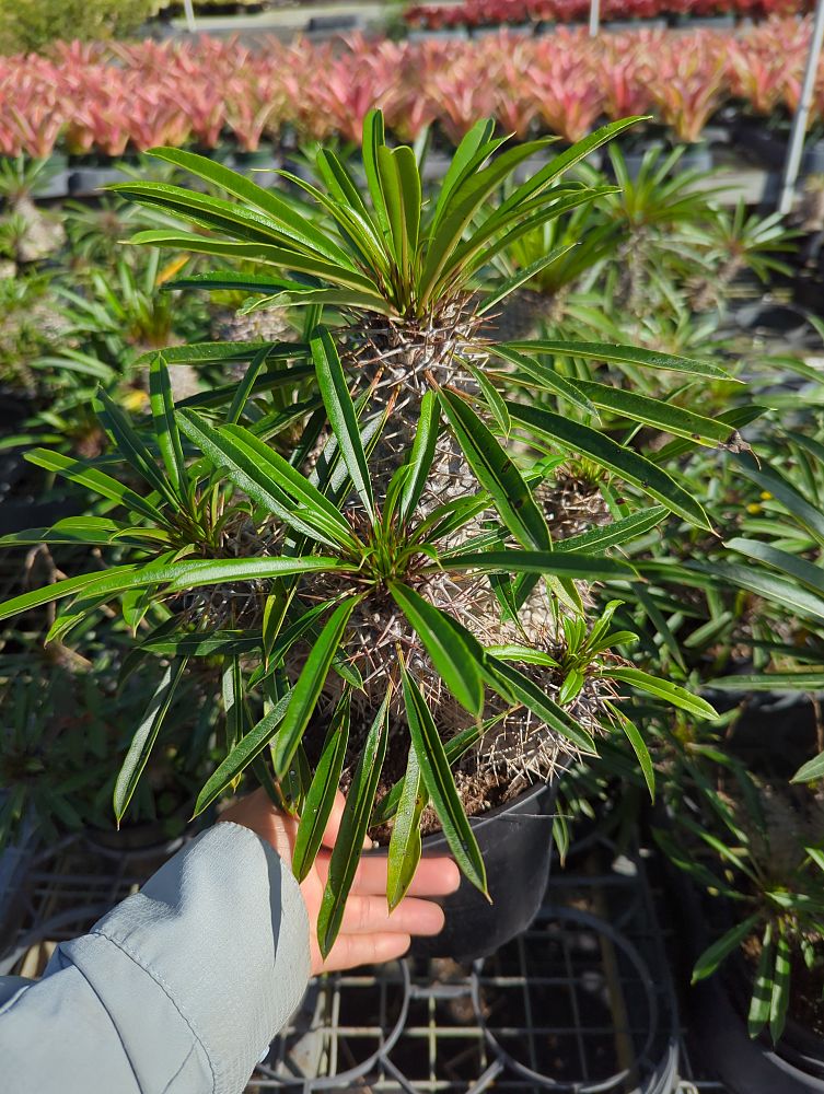 pachypodium-lamerei-madagascar-palm