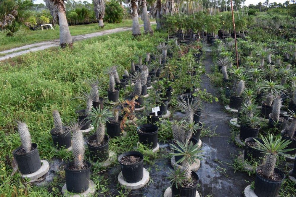 pachypodium-lamerei-madagascar-palm