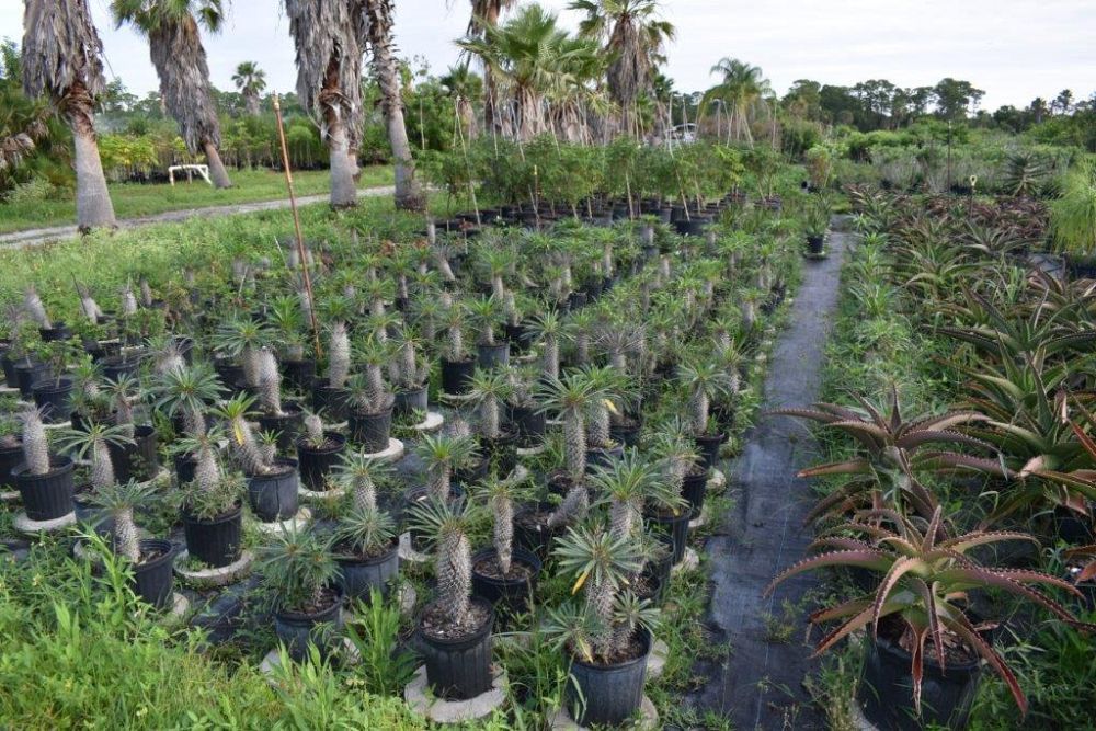 pachypodium-lamerei-madagascar-palm
