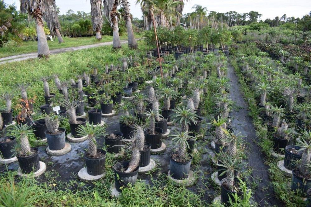 pachypodium-lamerei-madagascar-palm