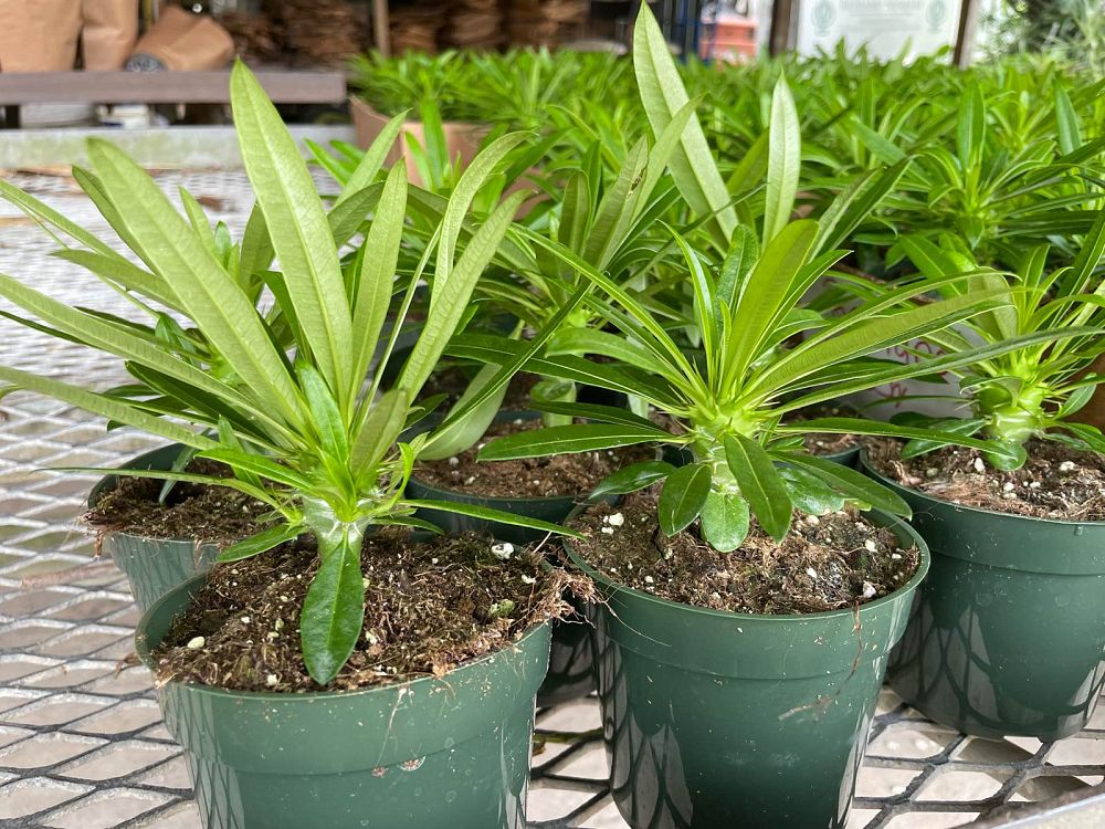 pachypodium-lamerei-madagascar-palm