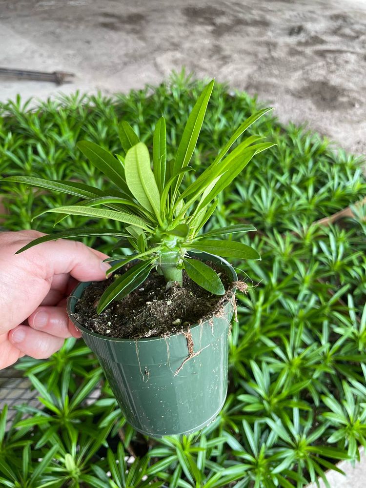 pachypodium-lamerei-madagascar-palm