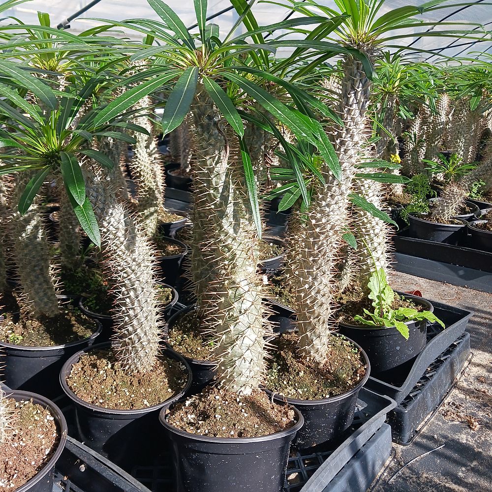 pachypodium-lamerei-madagascar-palm