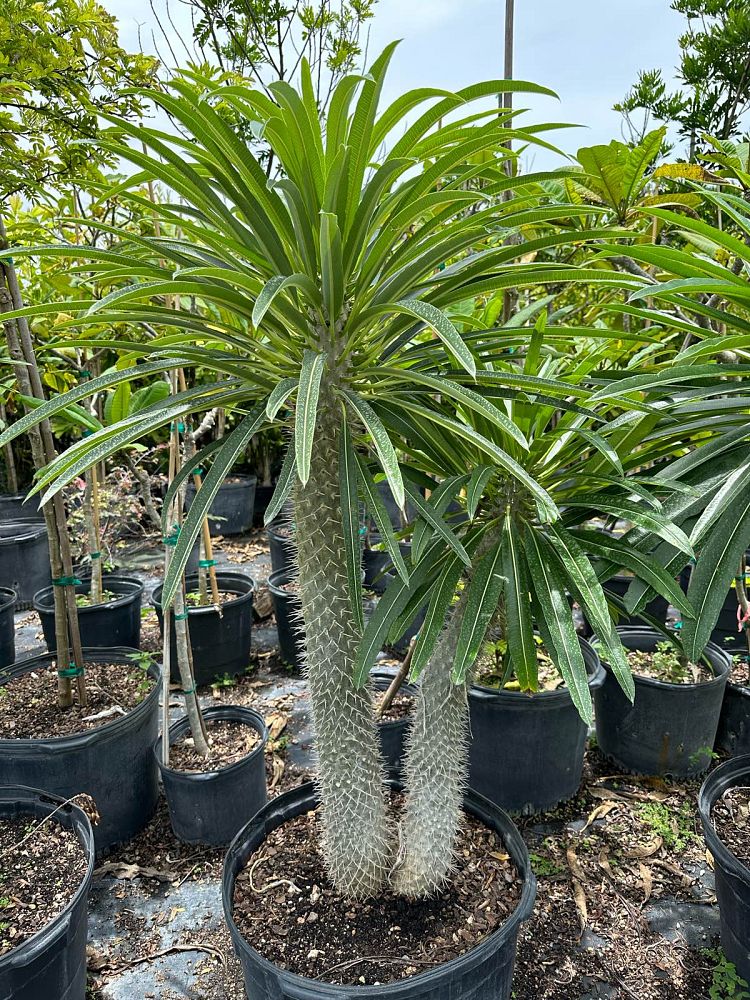 pachypodium-lamerei-madagascar-palm