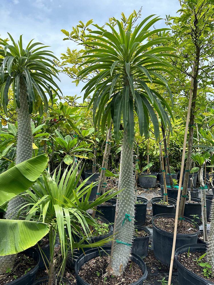 pachypodium-lamerei-madagascar-palm