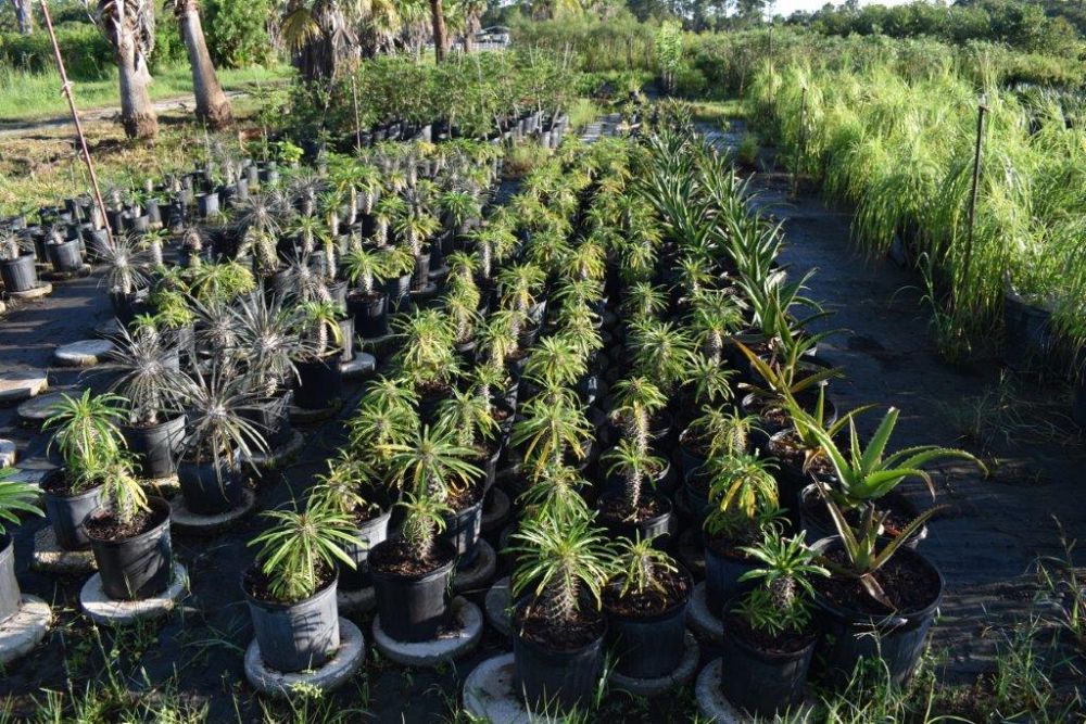 pachypodium-lamerei-madagascar-palm