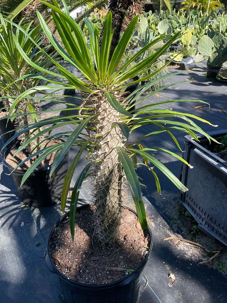 pachypodium-lamerei-madagascar-palm