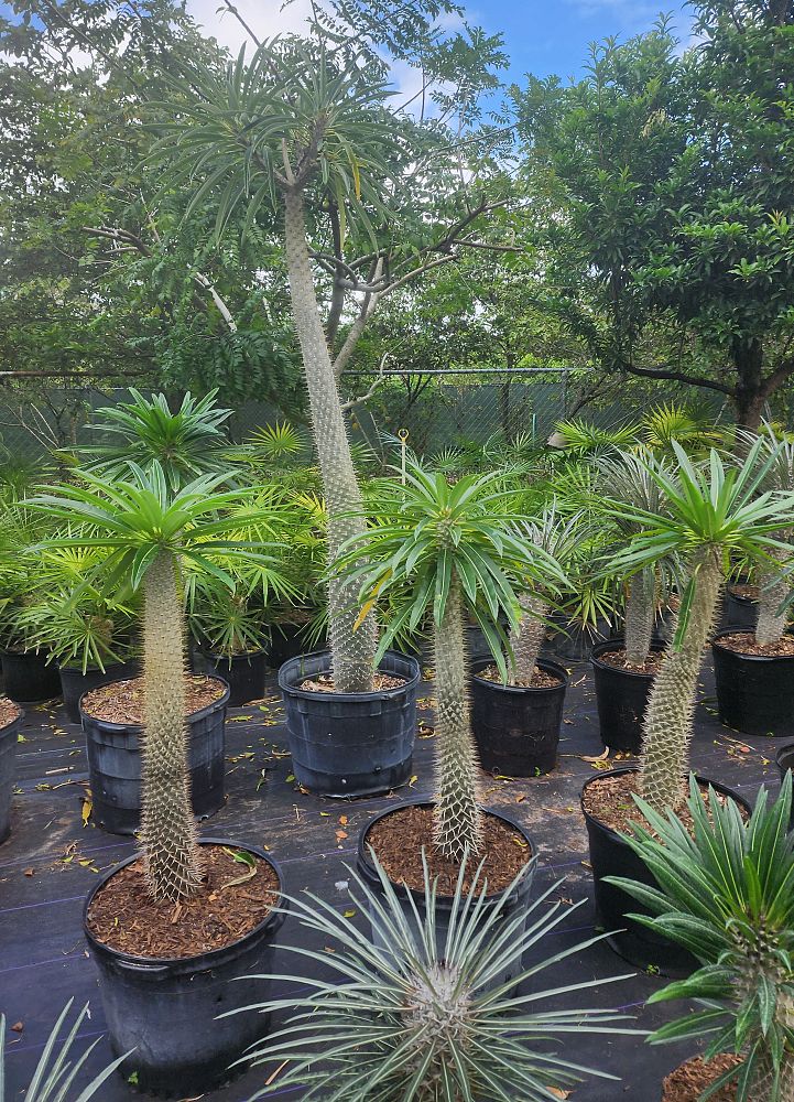 pachypodium-lamerei-madagascar-palm